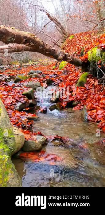 autumn landscape with river and trees Stock Video Footage - Alamy