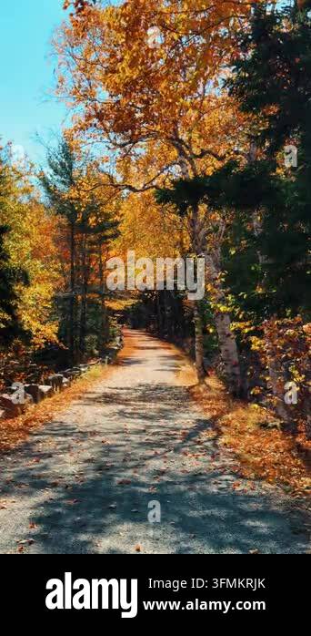 autumn landscape with trees and green leaves Stock Video Footage - Alamy