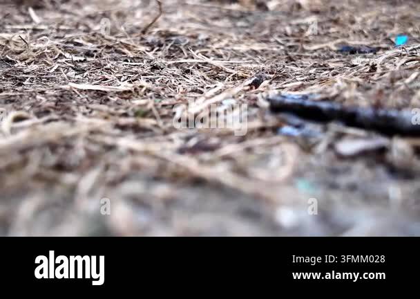 Ant colony drinking sugar water in ground-level close-up -- Close-up ...