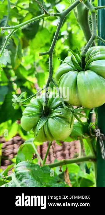 Close-Up of Two Green Beefsteak Tomatoes on Vine Stock Video Footage ...
