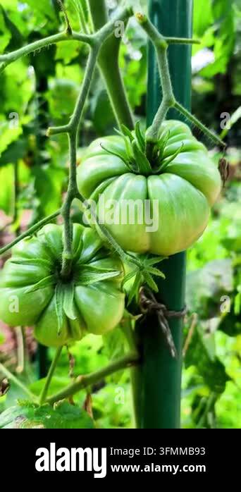 Ribbed Green Tomatoes Growing on Vine Close-Up Stock Video Footage - Alamy