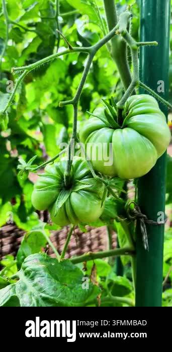Two Unripe Green Tomatoes Growing on Vine Tied to Stake Stock Video ...
