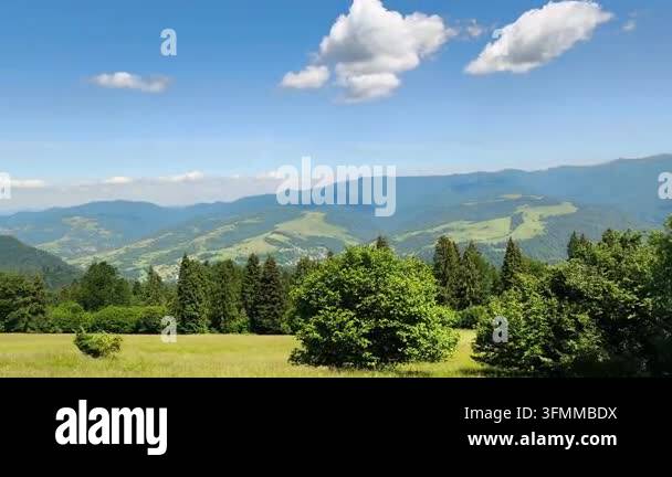 Panning Summer Mountain Landscape With Green Meadow And Pine Trees ...