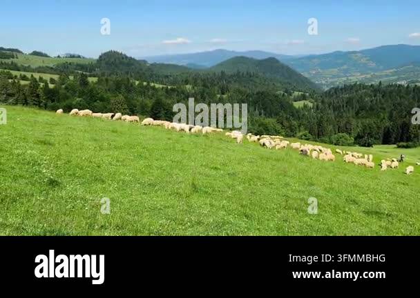 Flock Of White Sheep Grazing On Green Mountain Meadow Summer Landscape ...