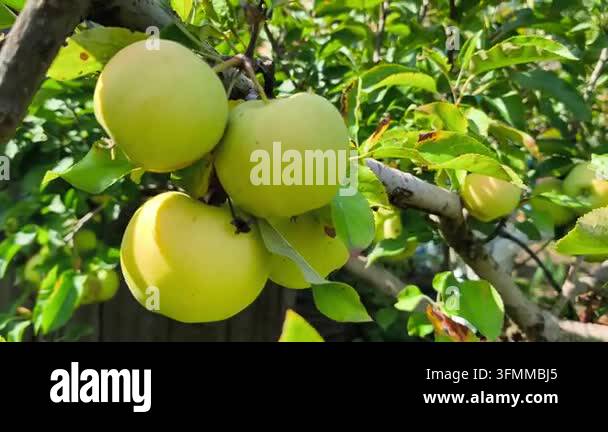 green apples on the tree Stock Video Footage - Alamy