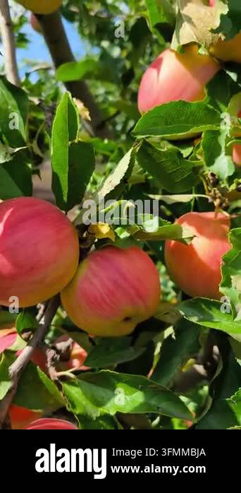 ripe apples on a tree branch Stock Video Footage - Alamy