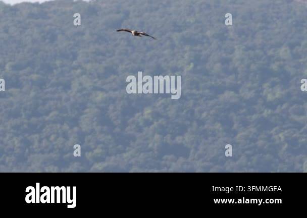 Booted Eagle (Hieraaetus pennatus) Diving in High-Speed Hunting Flight ...