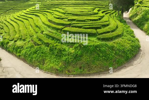 beautiful scenic view of the rice fields Stock Video Footage - Alamy