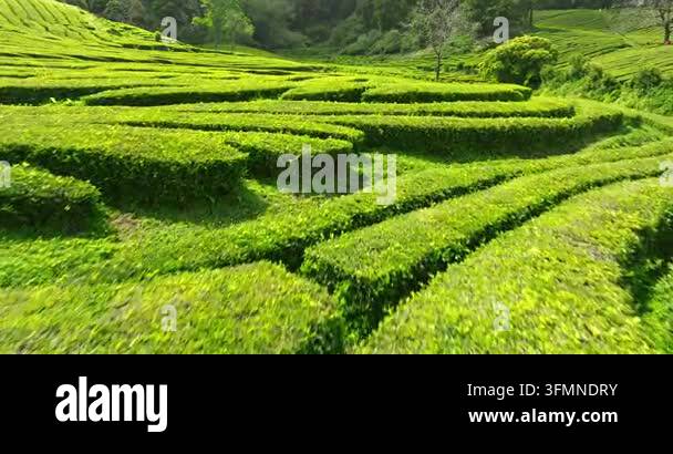 aerial view of the rice fields nature scenic iew Stock Video Footage ...