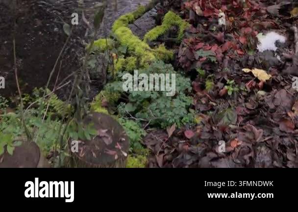 Close up of green moss and autumn leaves on the forest floor Stock ...