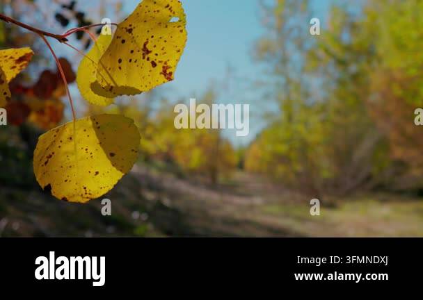 Close up of a yellow autumn leaf on a branch in a forest Stock Video ...