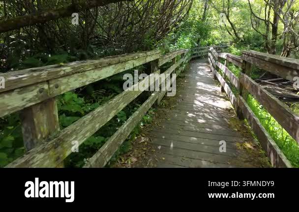 Wooden boardwalk path winding through a lush green forest park Stock ...