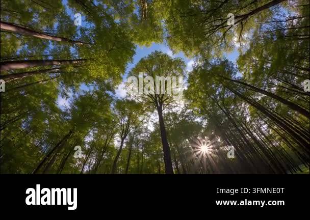 Looking up at tall trees with bright green leaves under a blue sky ...
