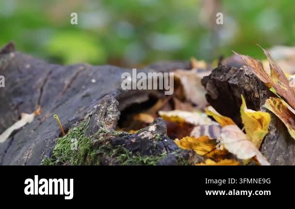 Tree Stump Color Closeup of weathered tree stump surrounded by colorful autumn leaves ...