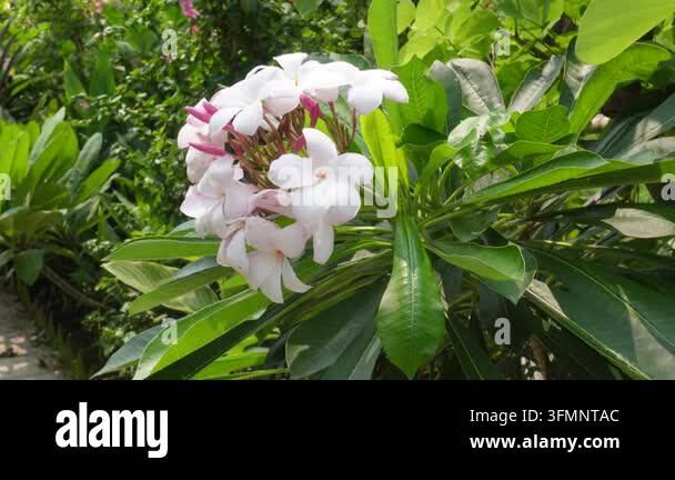 White and Pink Plumeria Frangipani Flowers in Bloom Stock Video Footage ...