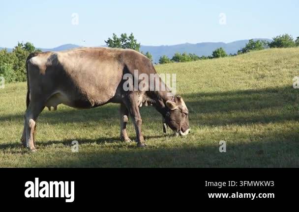 Horned cow grazes while slowly walking across a summer pasture in a ...