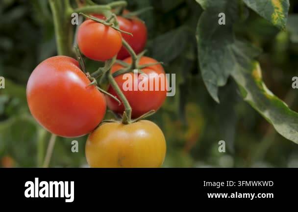 Close up of ripe red tomatoes growing on vine in greenhouse. Healthy ...
