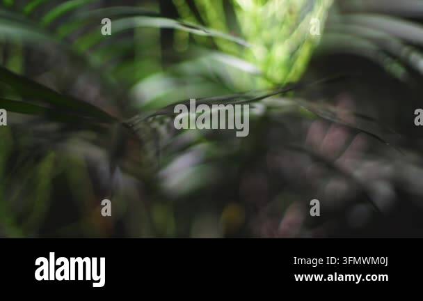 Abstract motion blur effect with green foliage and bokeh lights ...