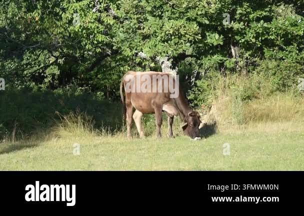 Single horned cow grazes and slowly walks through a grassy pasture in a ...