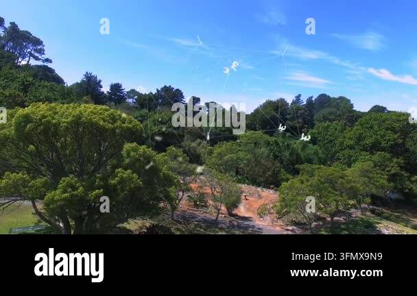 Big canopy tree filling left while glyphs appearing on start, forming ...