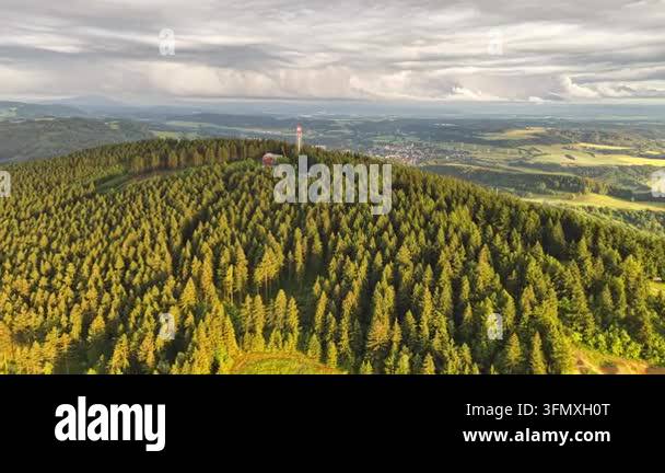 autumn forest with trees and green leaves Stock Video Footage - Alamy
