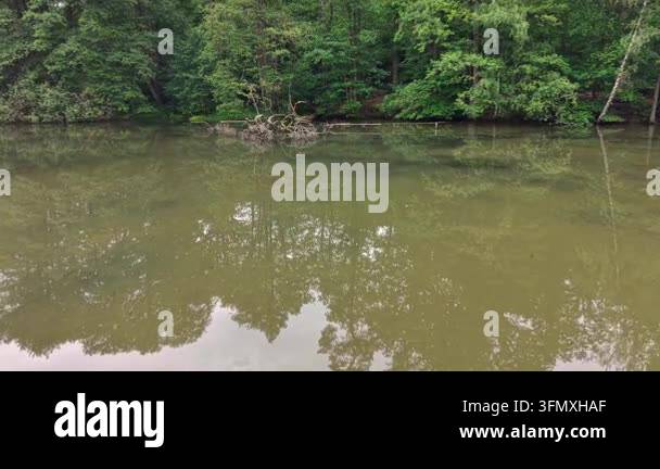 beautiful view of the river in the forest Stock Video Footage - Alamy