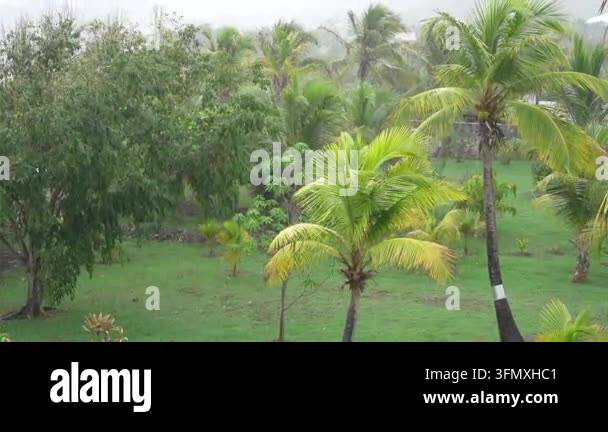 Coconut palms soak up the rain during this Caribbean downpour. High ...