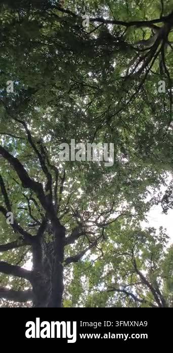 green trees in the forest Stock Video Footage - Alamy