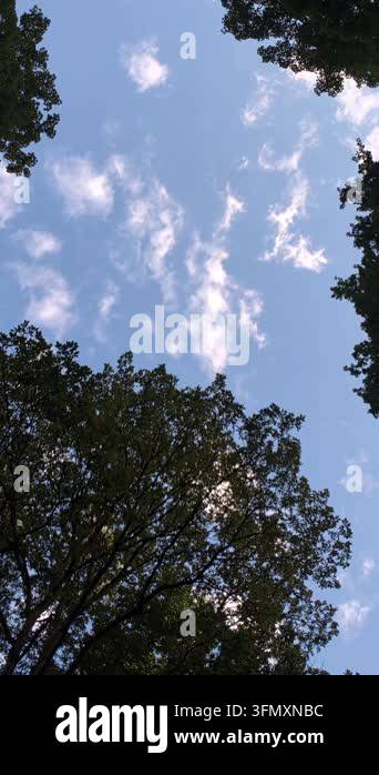 beautiful view of the forest Stock Video Footage - Alamy