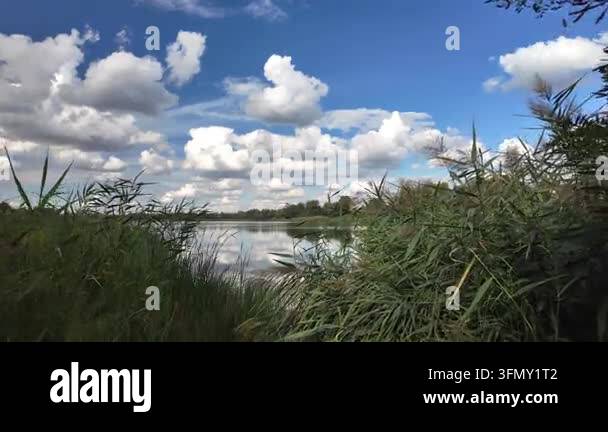 Stunning panoramic landscape of a calm river with green reeds on the ...