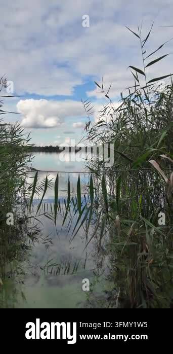 Stunning panoramic landscape of a calm river with green reeds on the ...