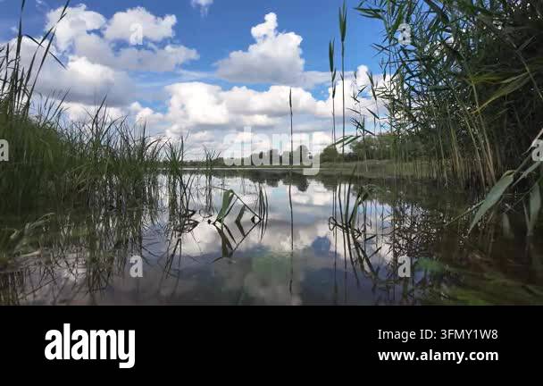 Stunning panoramic landscape of a calm river with green reeds on the ...