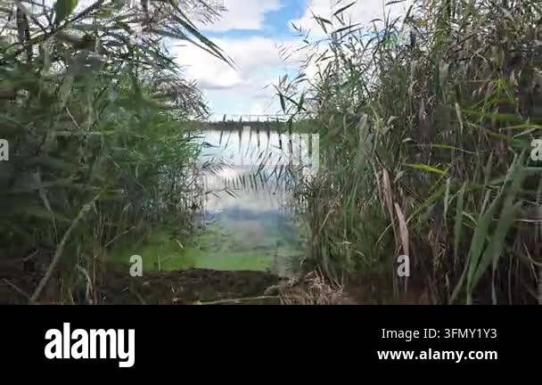 Stunning panoramic landscape of a calm river with green reeds on the ...