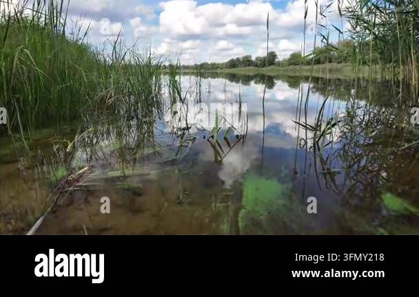 Stunning panoramic landscape of a calm river with green reeds on the ...