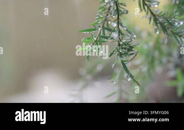 Close up of green leaves on a branch during a rain shower. Raindrops ...