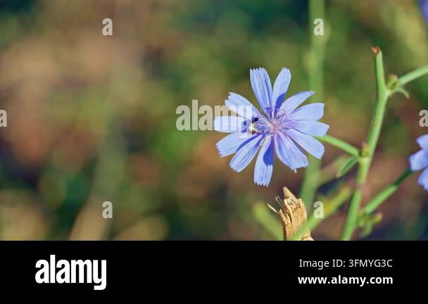 Macro view of a bee collecting pollen on a vibrant blue chicory flower ...