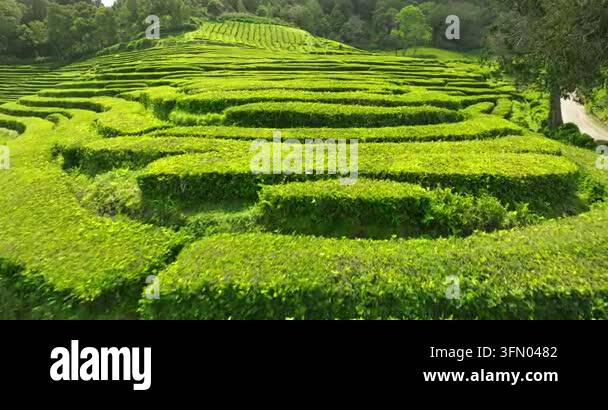 aerial view of the rice fields nature scenic iew Stock Video Footage ...