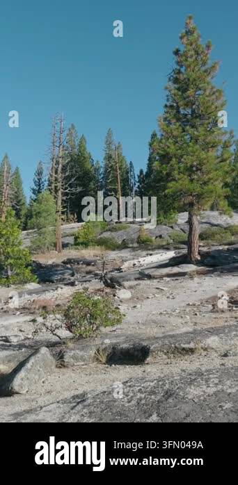 Sunny pine forest landscape with granite rocks and clear blue sky Stock ...