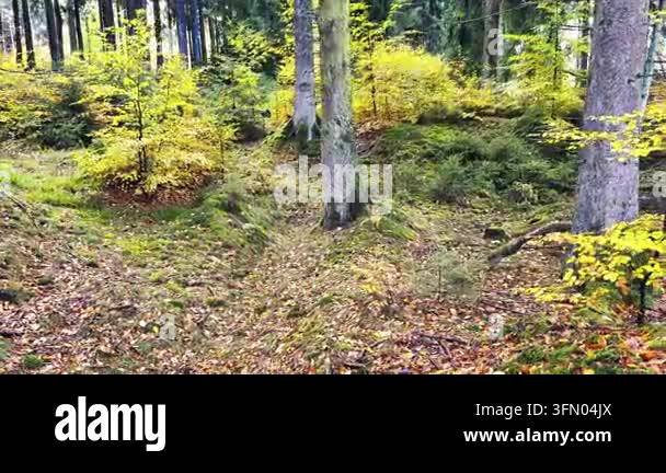 Sunlit Forest Path with Fallen Leaves and Vibrant Green Moss Stock ...