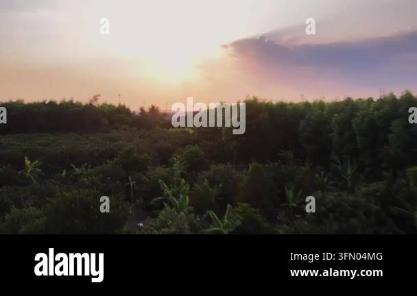 Sun setting over a dense green forest and tree line Stock Video Footage ...