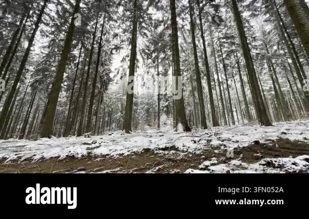 Tall trees standing snow-covered in winter forest Stock Video Footage ...