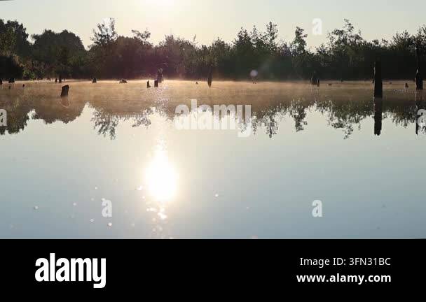 Morning mist drifting over calm lake water at sunrise with tree ...