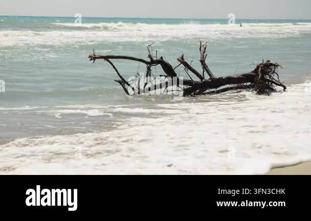 Broken tree lies on a sandy shoreline as ocean waves roll in and ...