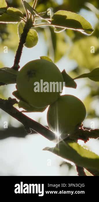 Close-up of green apples growing on an apple tree branch in warm ...