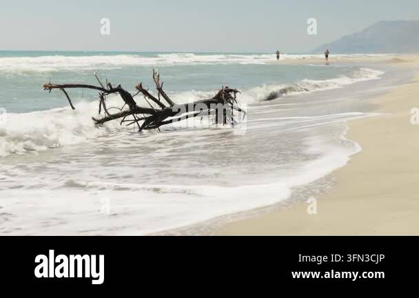 Broken tree lies on a sandy beach as sea waves crash against the fallen ...