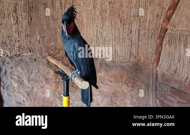 Beautiful black feather bird standing in the photo zone at the zoo ...
