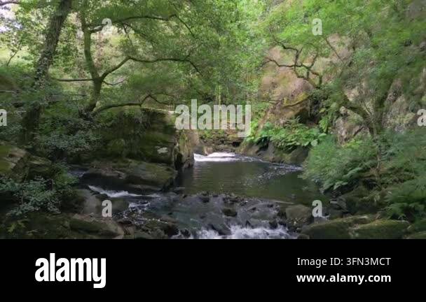 Scenic stream flowing through lush green forest Stock Video Footage - Alamy