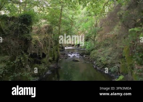 Scenic stream flowing through lush green forest Stock Video Footage - Alamy