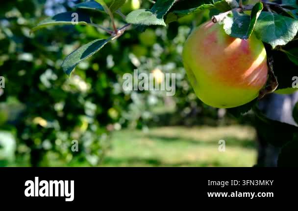 Ripe apple hanging from tree branch in summer orchard Stock Video ...