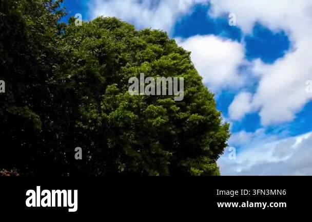 Large green tree under blue sky Stock Video Footage - Alamy